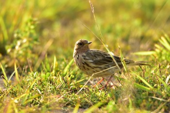 ムネアカタヒバリ 豊見城市豊崎 2019年3月2日(土)