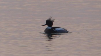 2019年3月1日(金) 勇払原野の野鳥観察記録