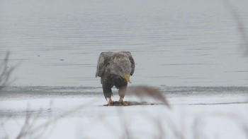 2019年3月2日(土) ウトナイ湖の野鳥観察記録