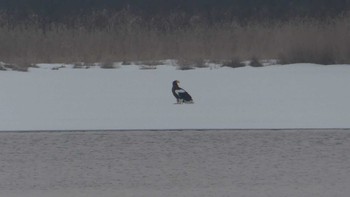 オオワシ ウトナイ湖 2019年3月2日(土)