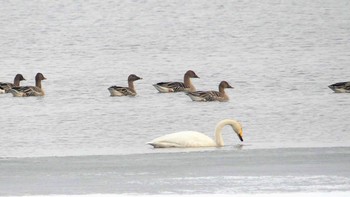 オオハクチョウ ウトナイ湖 2019年3月2日(土)