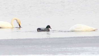 ヨシガモ ウトナイ湖 2019年3月2日(土)