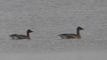 ヒシクイ ウトナイ湖 2019年3月2日(土)