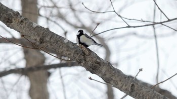 2019年3月2日(土) 青葉公園(千歳市)の野鳥観察記録