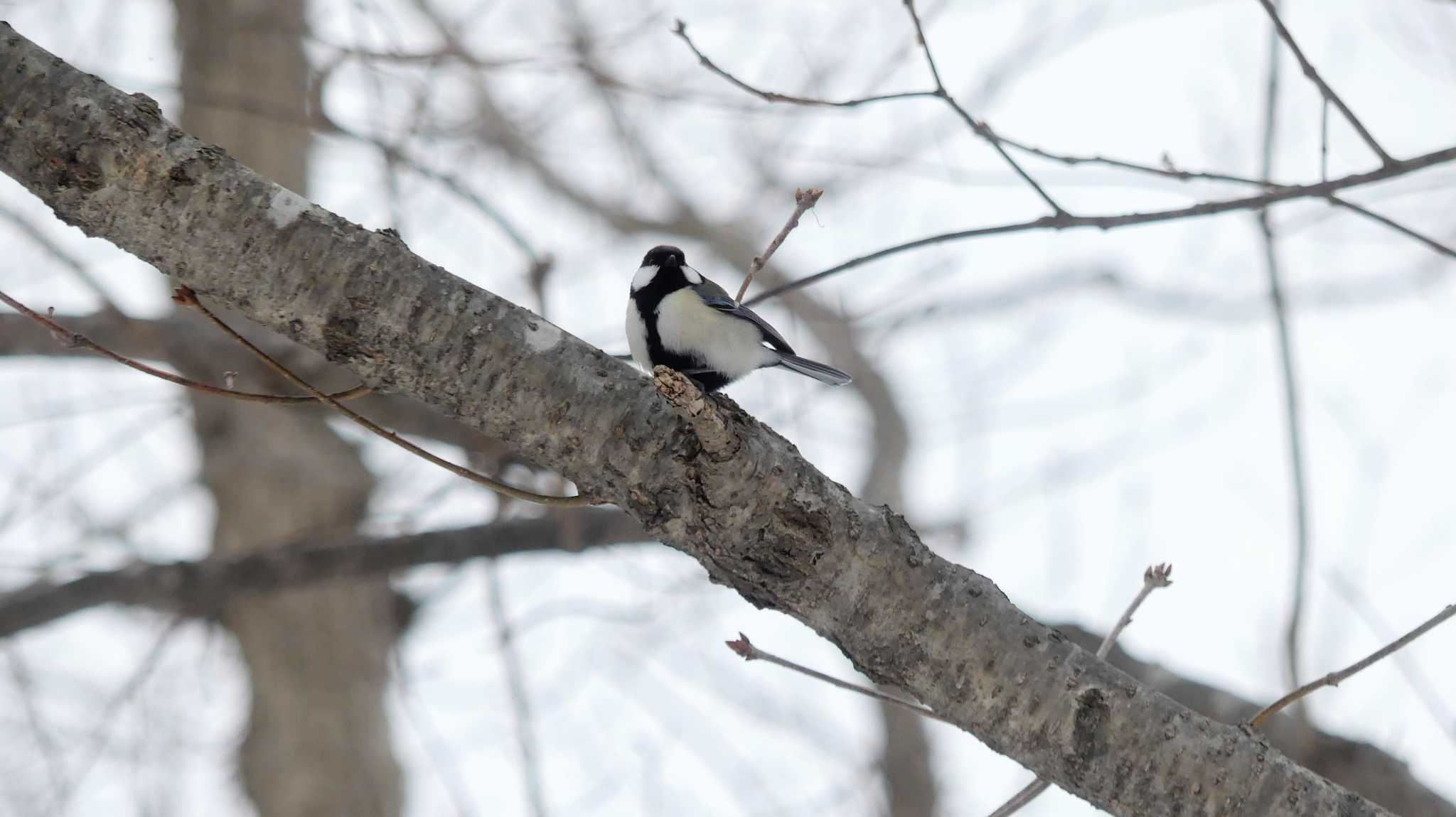 Japanese Tit