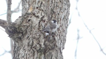 ハシブトガラ 青葉公園(千歳市) 2019年3月2日(土)