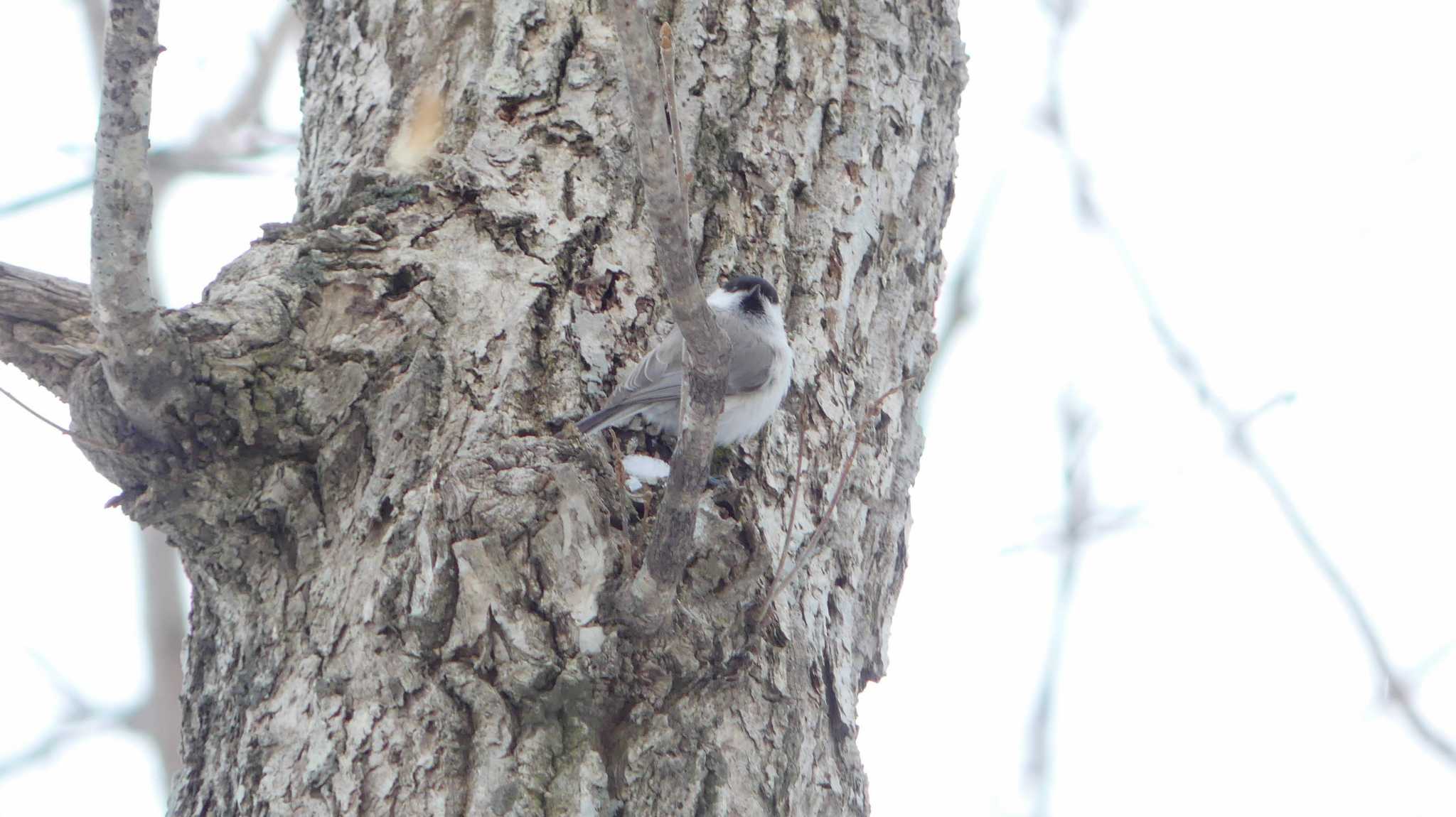 Marsh Tit