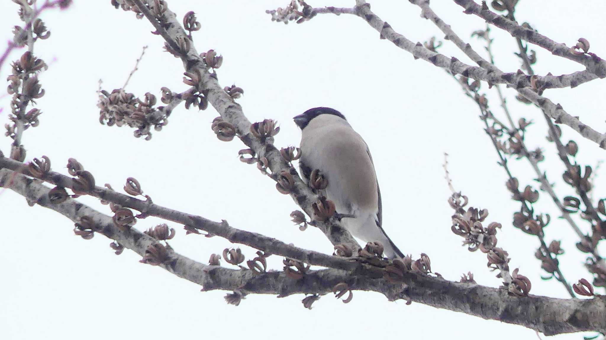 Eurasian Bullfinch(rosacea)