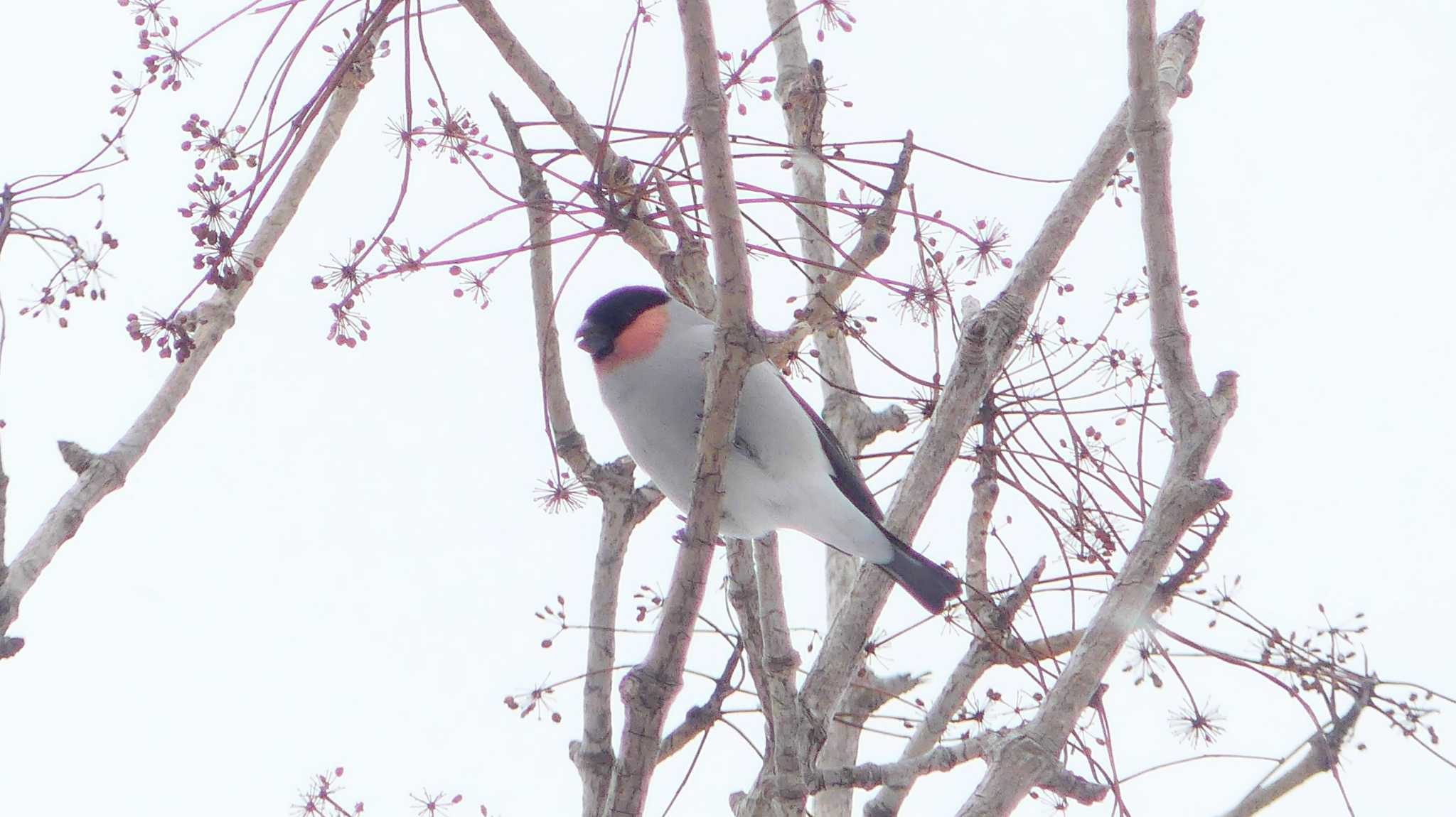 Eurasian Bullfinch