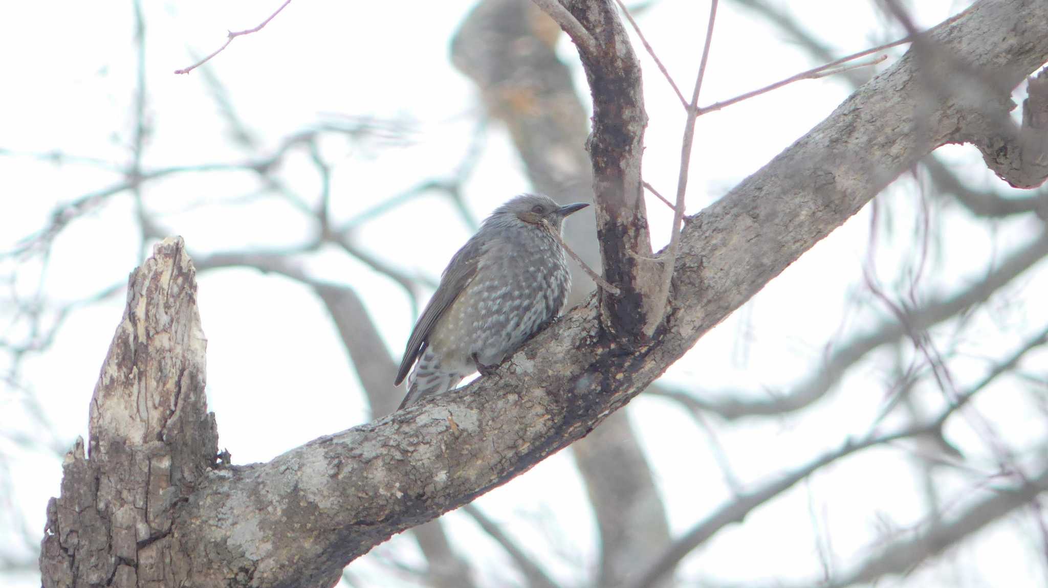 Brown-eared Bulbul