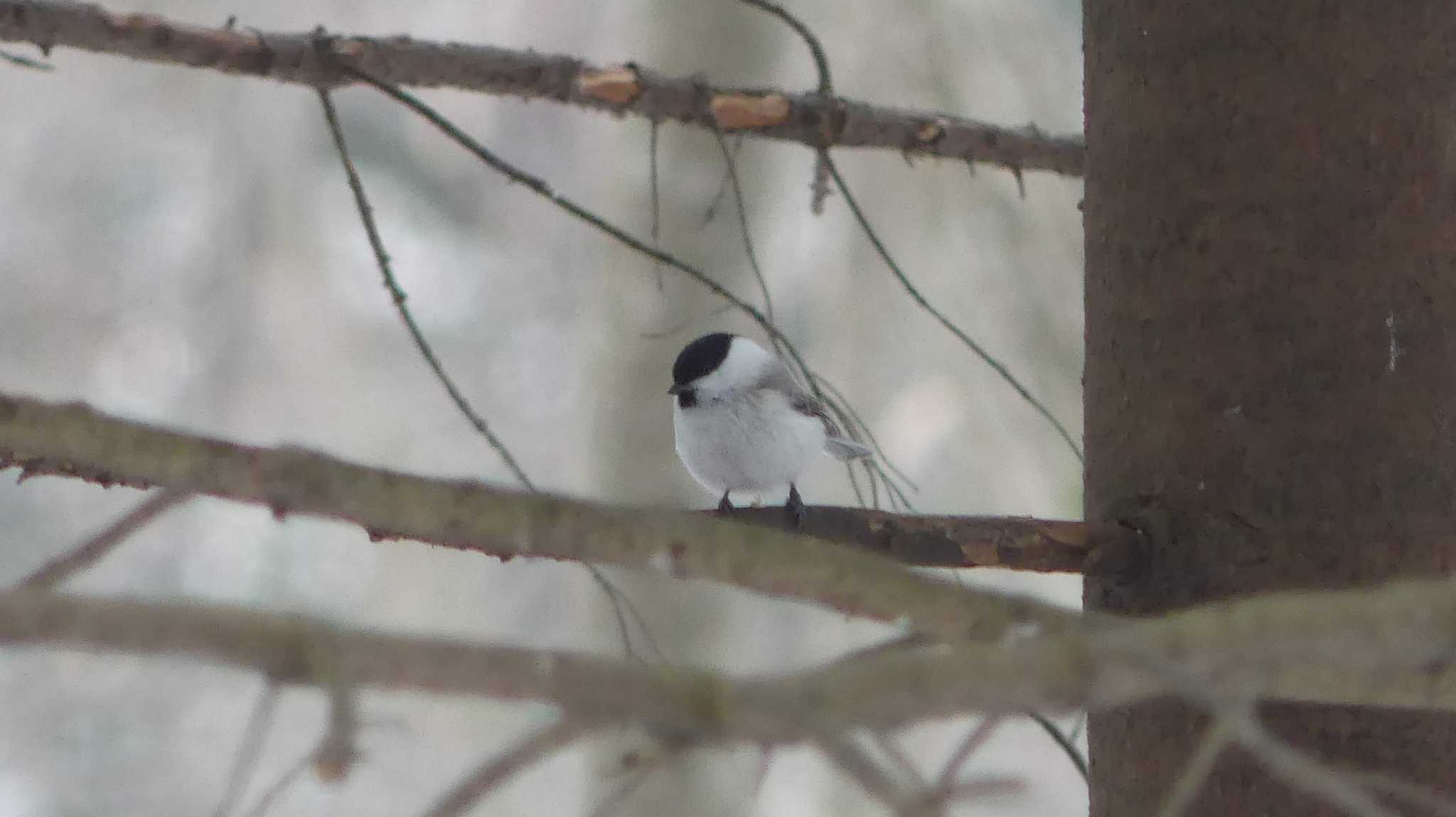 Marsh Tit