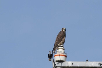 2019年3月2日(土) 五主海岸の野鳥観察記録