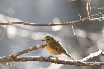 ルリビタキ 北大研究林(北海道大学苫小牧研究林) 2019年1月13日(日)