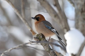 Eurasian Jay(brandtii) Tomakomai Experimental Forest Sat, 1/26/2019