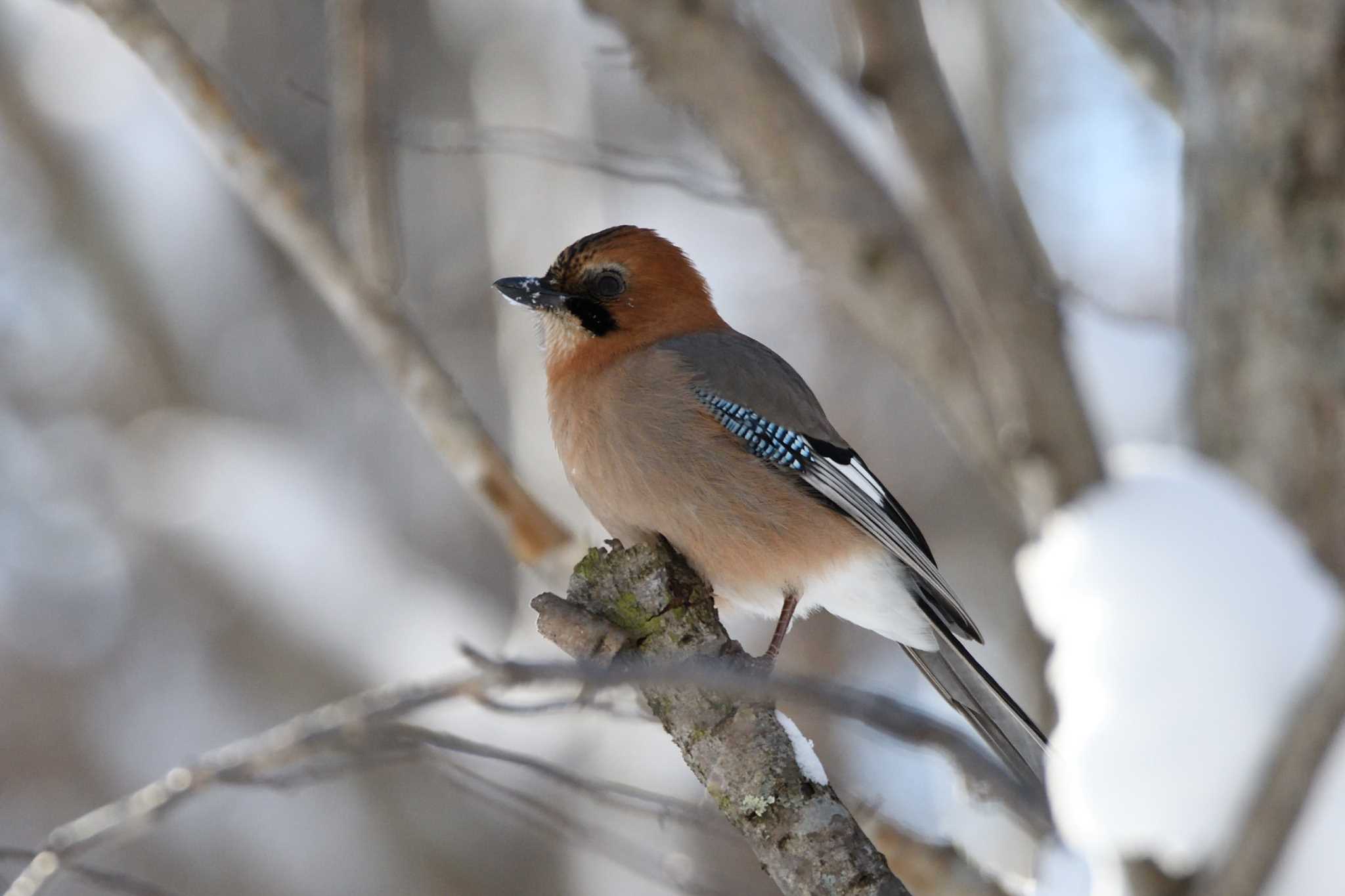 Photo of Eurasian Jay(brandtii) at Tomakomai Experimental Forest by mike2475