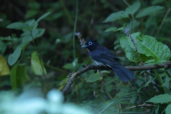 Black Paradise Flycatcher Moritogawa Sat, 9/8/2018