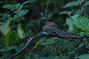 Black Paradise Flycatcher Moritogawa Sat, 9/8/2018