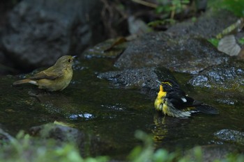 キビタキ 茅ヶ崎 2018年9月16日(日)