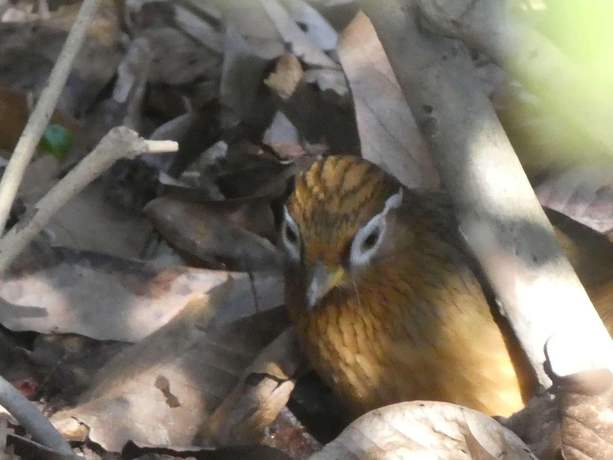 ガビチョウ