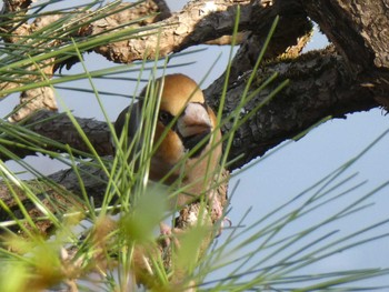 2019年3月2日(土) 薬師池公園の野鳥観察記録