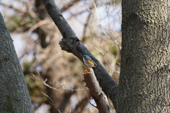 Red-flanked Bluetail 東京都多摩地域 Sat, 3/2/2019