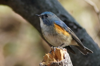 Red-flanked Bluetail 東京都多摩地域 Sat, 3/2/2019