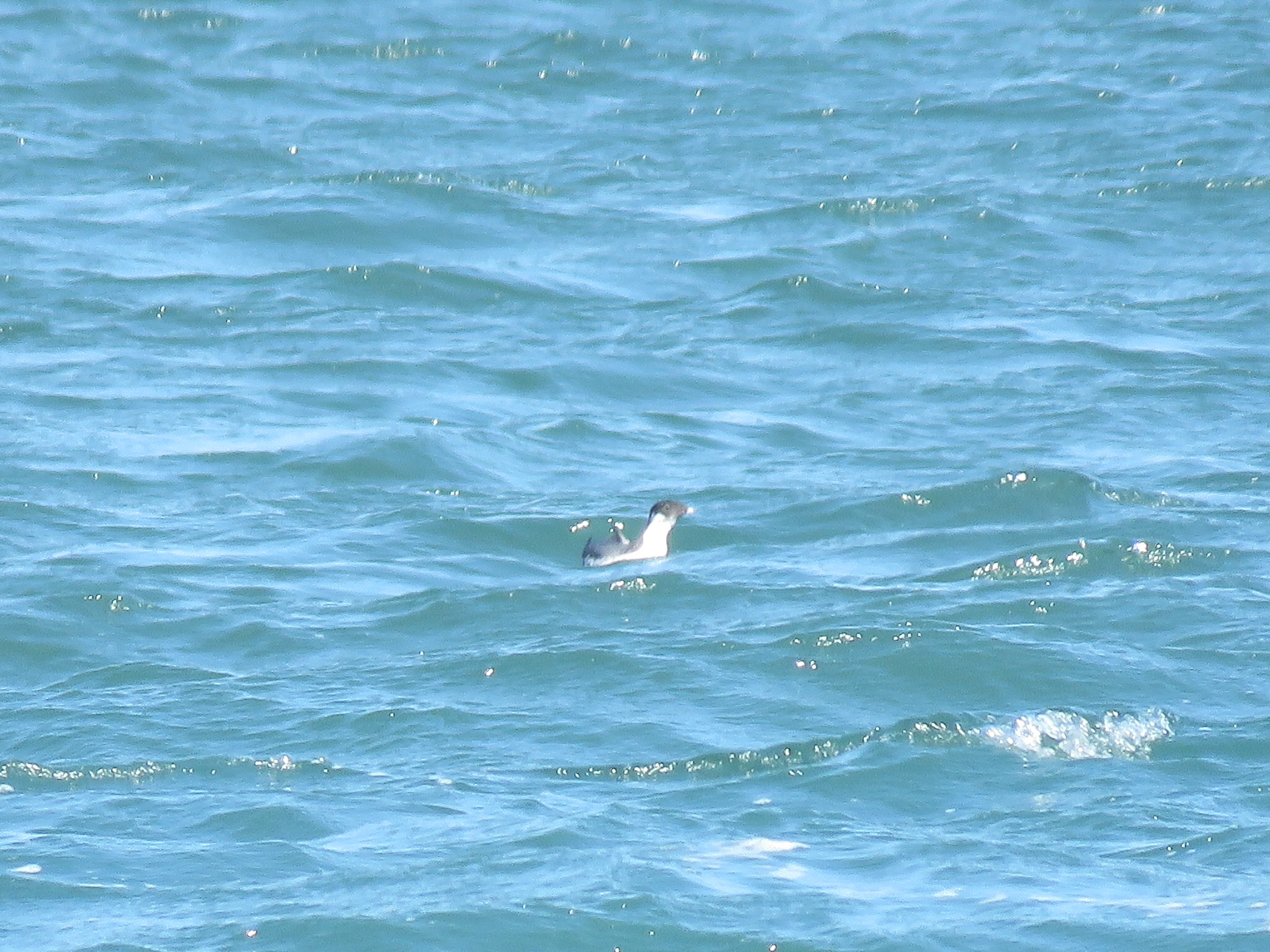 Photo of Ancient Murrelet at  by Bo-zai