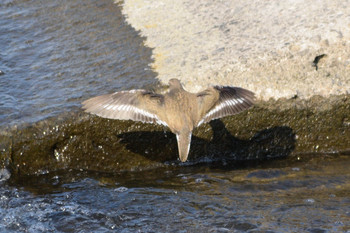 2019年3月2日(土) 多摩川二ヶ領宿河原堰の野鳥観察記録