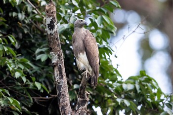 Lesser Fish Eagle Ratchaprapha Fri, 2/22/2019