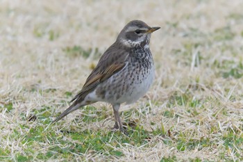 Sun, 3/3/2019 Birding report at Mie-ken Ueno Forest Park