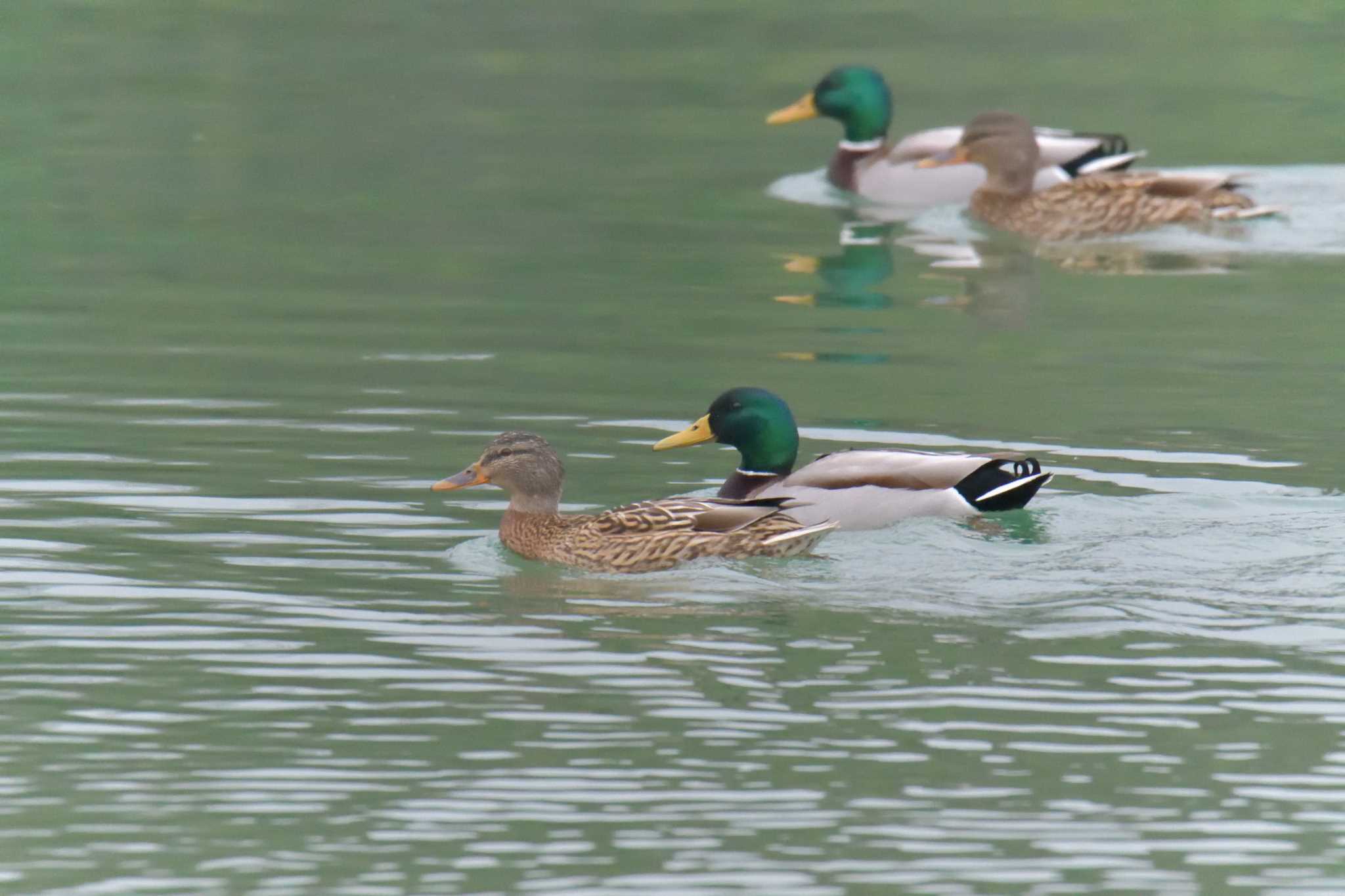 三重県上野森林公園 マガモの写真 by masatsubo