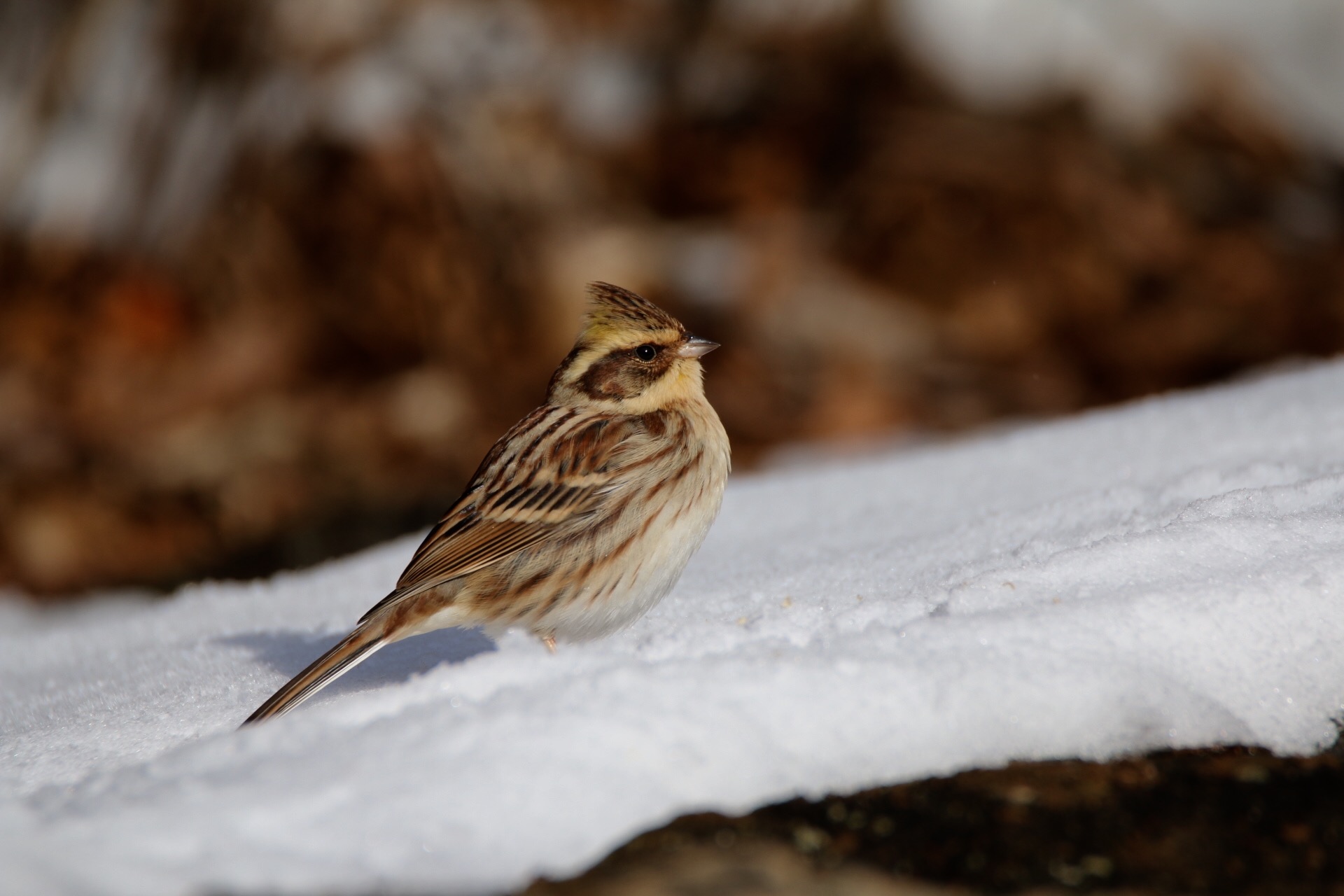 Photo of Yellow-throated Bunting at  by ゴロー