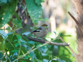 2019年3月2日(土) 東京大学附属植物園の野鳥観察記録