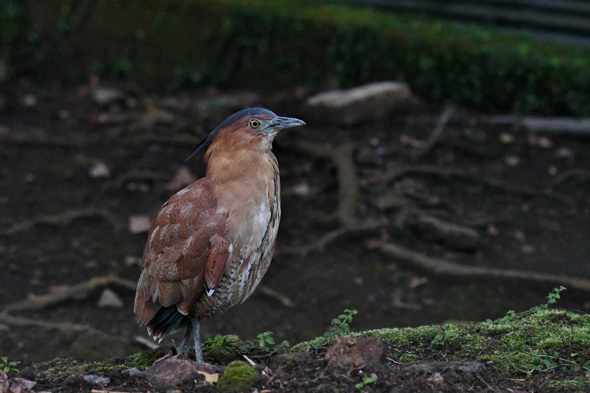 Photo of Malayan Night Heron at 陽明山前山公園 by あひる