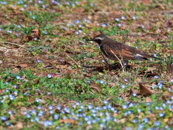 ツグミ 東京大学附属植物園 2019年3月2日(土)