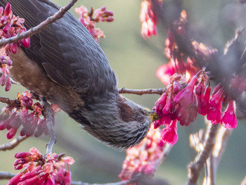 ヒヨドリ 東京大学附属植物園 2019年3月2日(土)