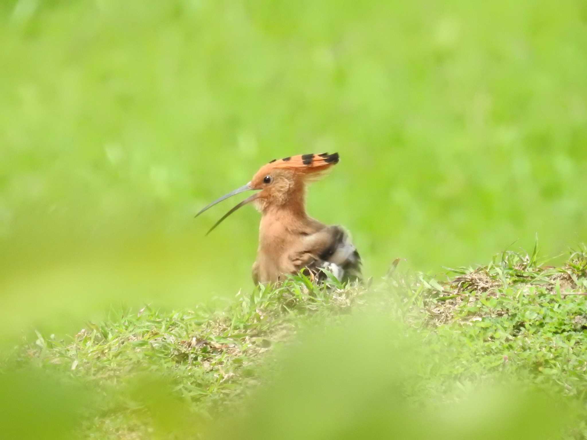 ヤツガシラ