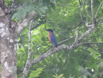 ミナミヤイロチョウ タイ 2018年6月11日(月)