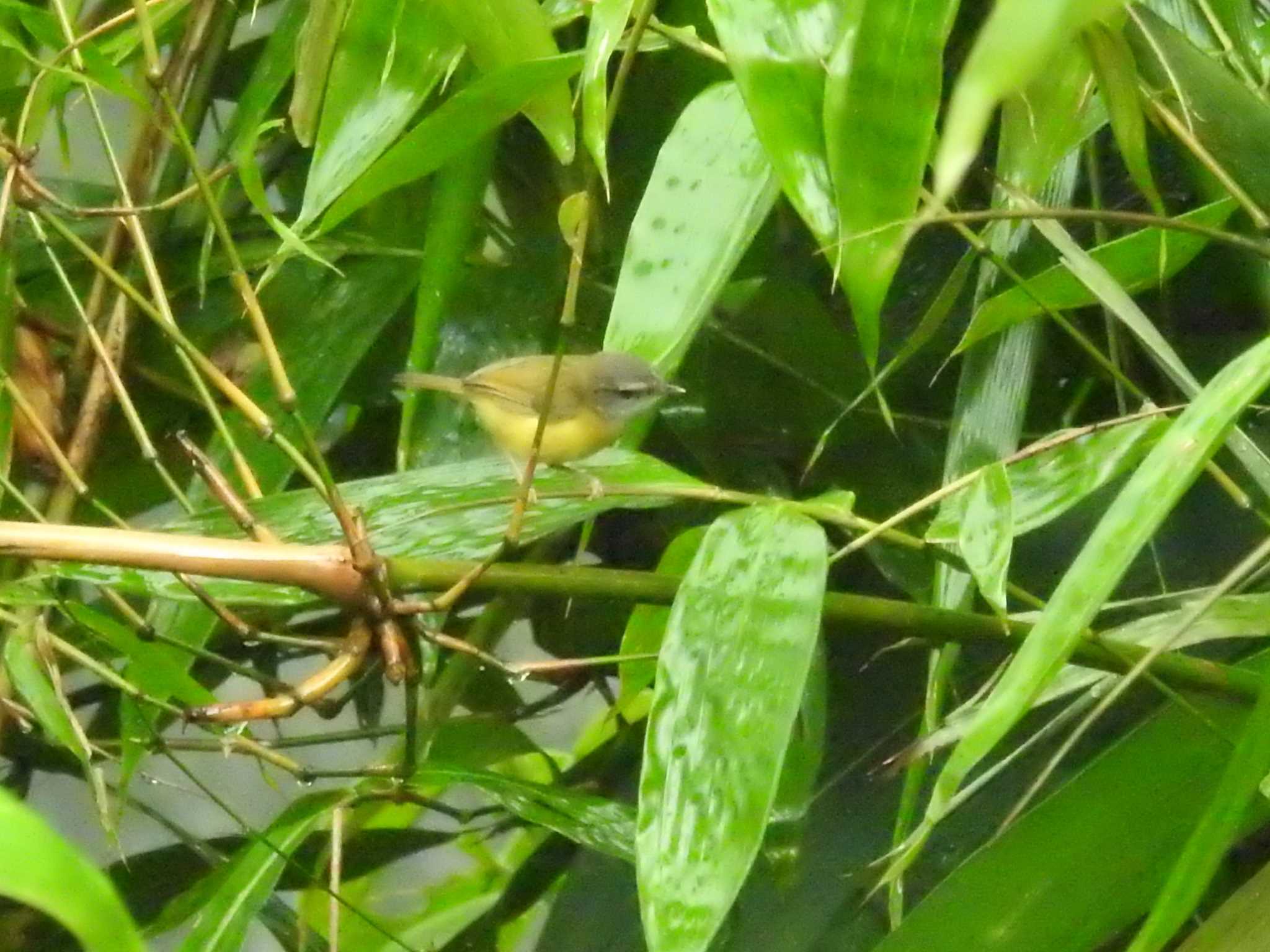 Photo of Yellow-bellied Warbler at タイ by でみこ