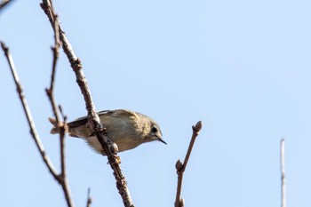 Goldcrest 市民鹿島台いこいの森 Sun, 3/3/2019