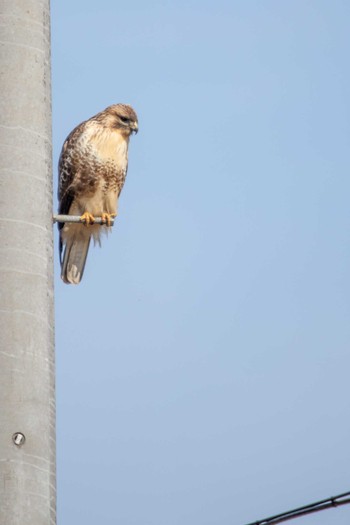 Sun, 3/3/2019 Birding report at 市民鹿島台いこいの森