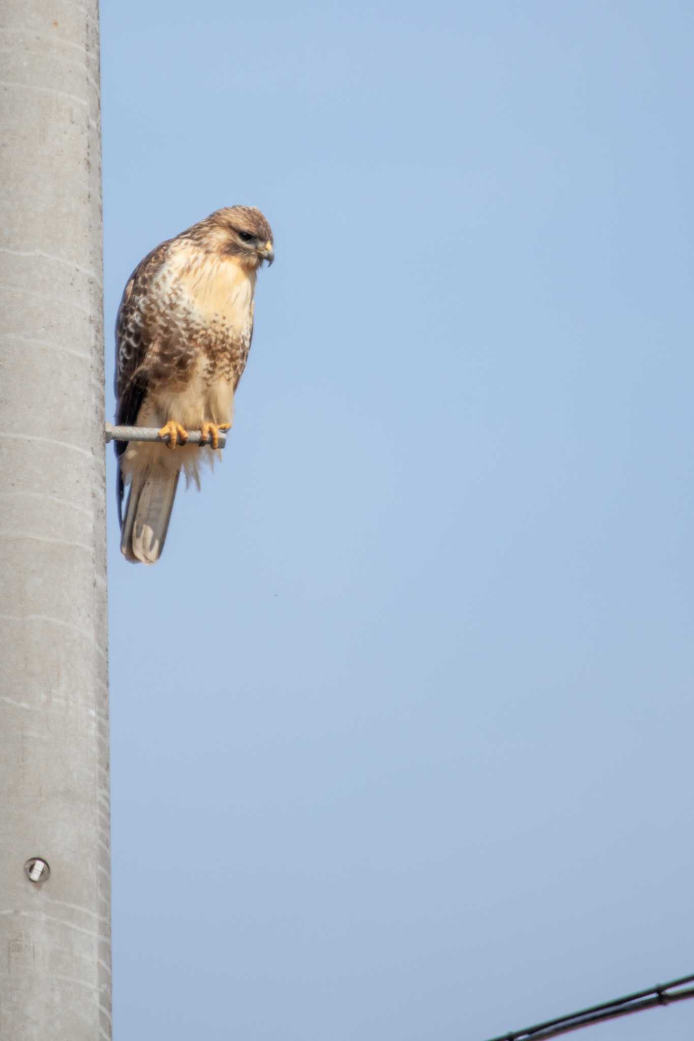 Eastern Buzzard