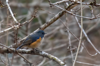 Red-flanked Bluetail 市民鹿島台いこいの森 Sun, 3/3/2019