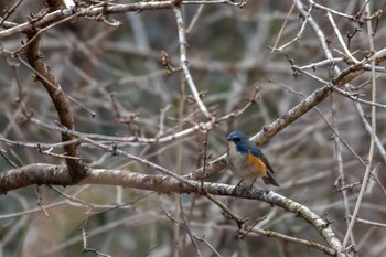 Red-flanked Bluetail 市民鹿島台いこいの森 Sun, 3/3/2019