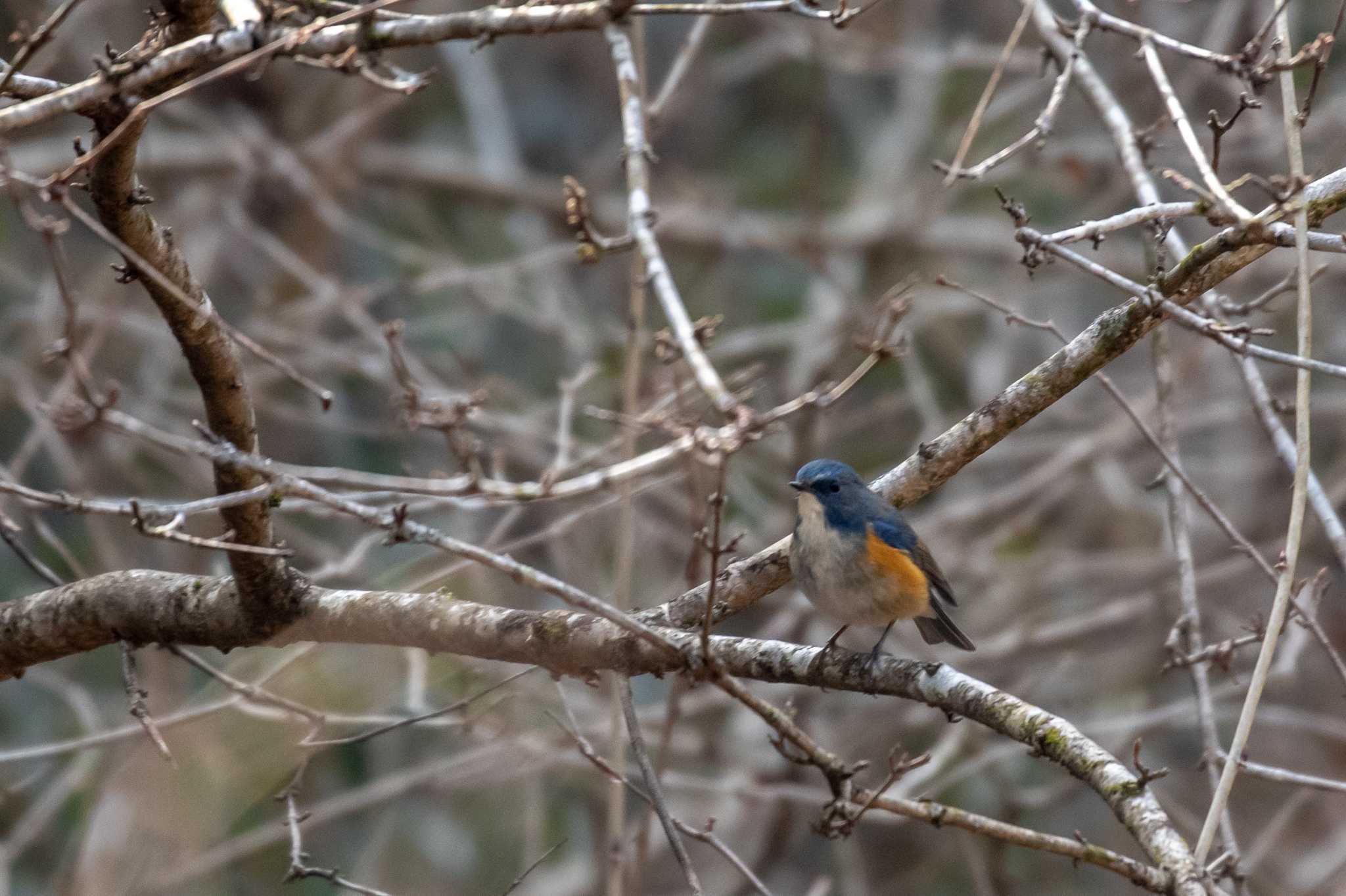 Photo of Red-flanked Bluetail at 市民鹿島台いこいの森 by かつきち