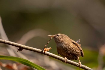 Eurasian Wren 市民鹿島台いこいの森 Sun, 3/3/2019