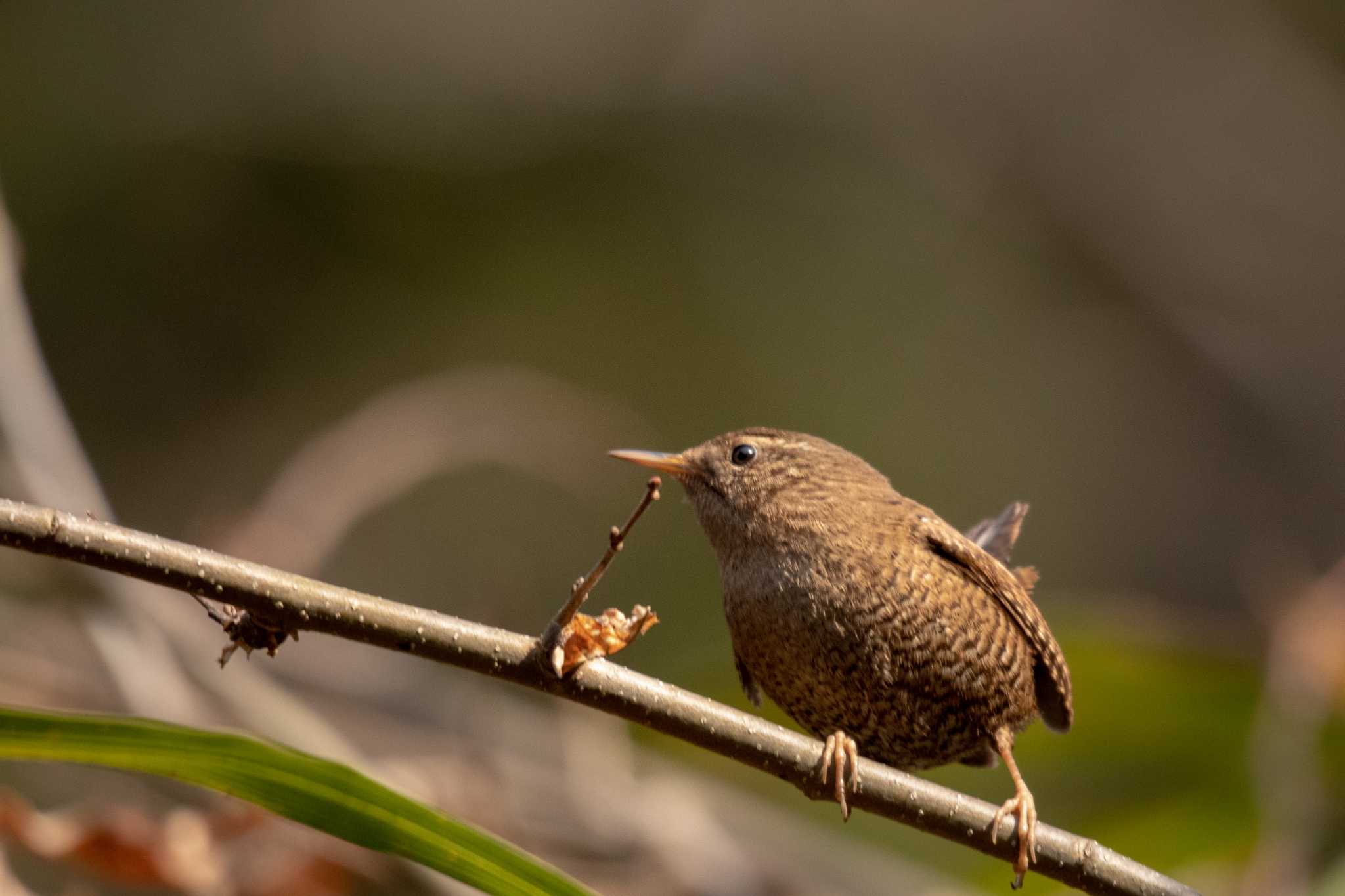 Photo of Eurasian Wren at 市民鹿島台いこいの森 by かつきち