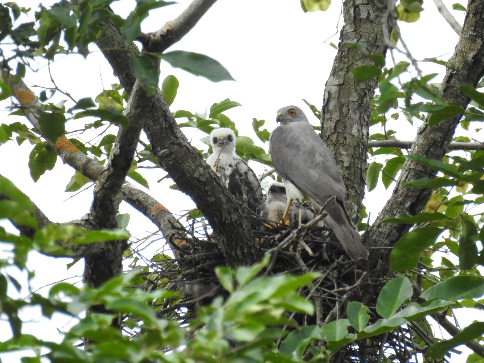 Photo of Shikra at タイ by でみこ