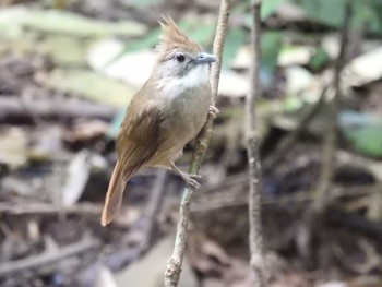 Ochraceous Bulbul タイ Tue, 6/12/2018