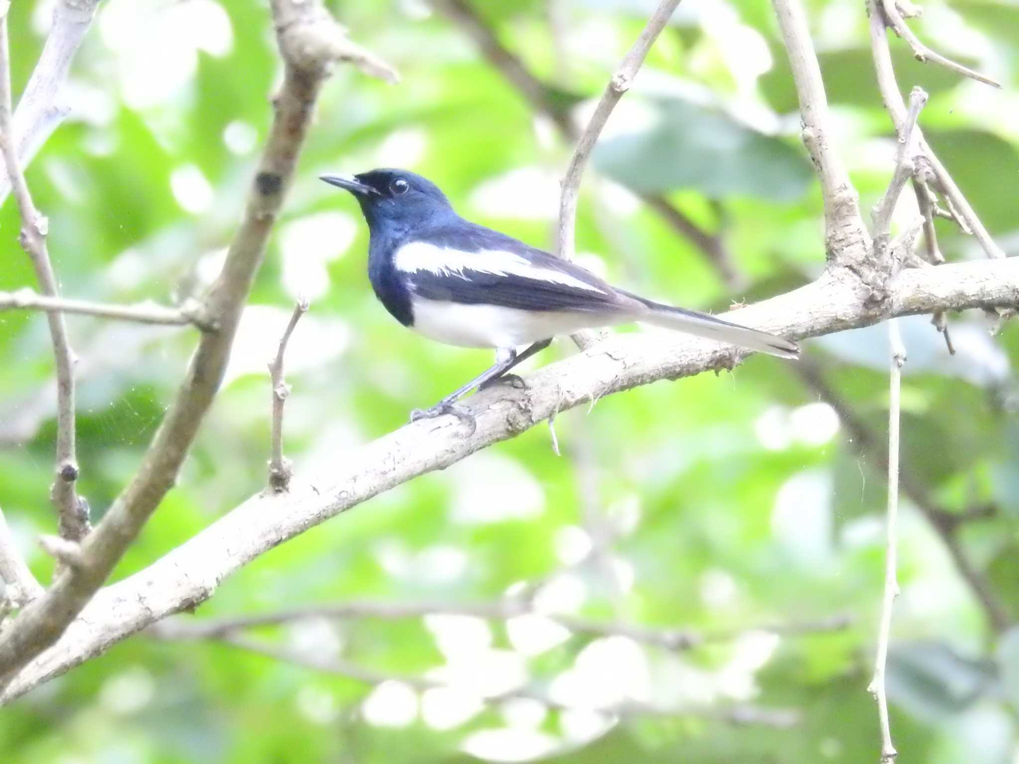 Photo of Oriental Magpie-Robin at タイ by でみこ